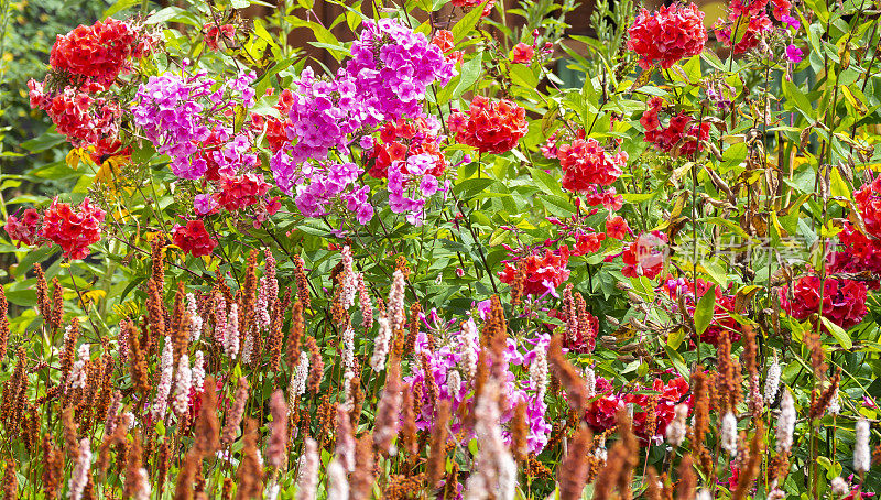 阿尔卑斯山和白云岩的传统花阳台。阳台上五颜六色的花。夏天的时间。混合鲜花和颜色。欧洲阿尔卑斯山的一般性竞赛