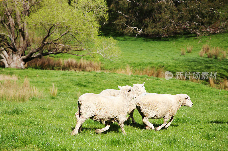 新西兰牧羊场