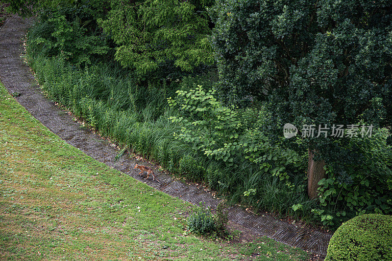 沙丘狐狸住在花园里。