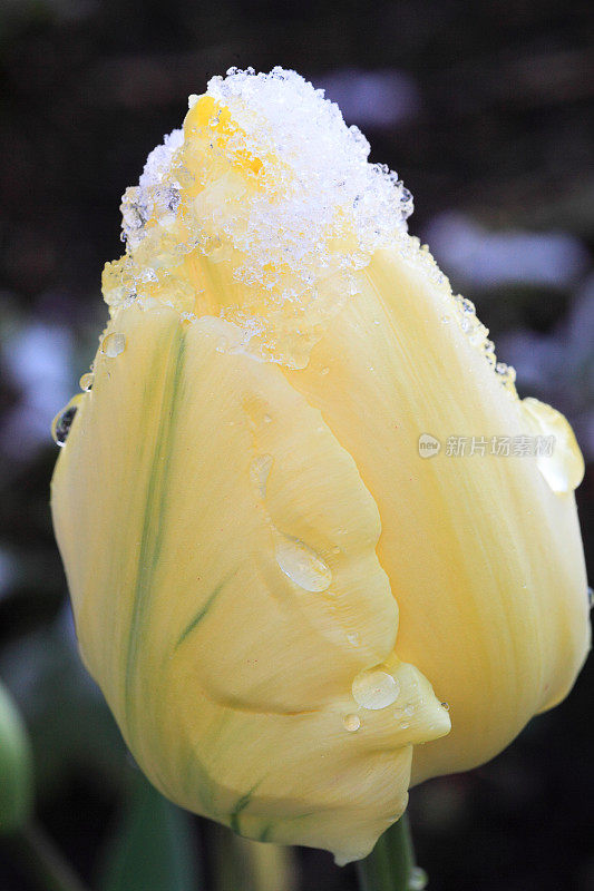 郁金香花