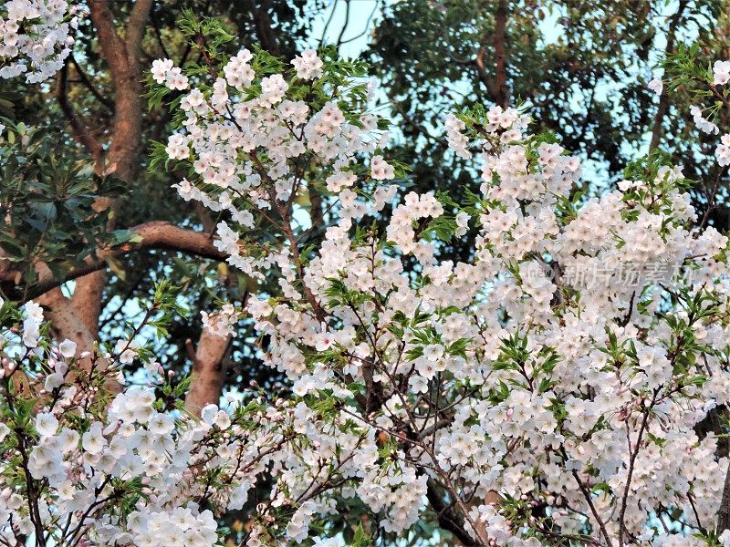 日本。3月底。樱花在日出后的清晨开花。