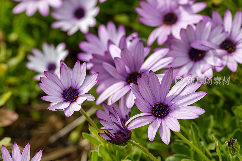 紫破骨菊，二形花，非洲雏菊花