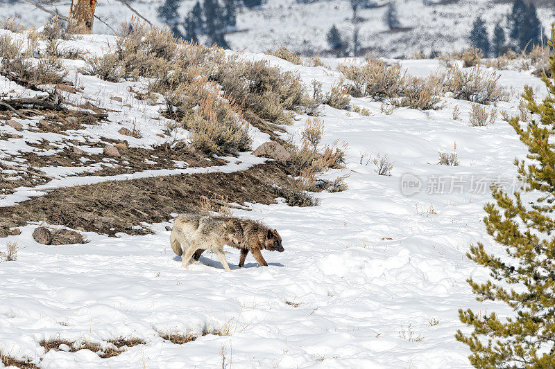 灰狼在雪山上奔跑玩耍