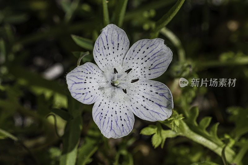 土卫二，俗称婴儿蓝眼睛或婴儿蓝眼睛，是一种一年生草本植物，原产于北美西部。甜面包岭州立公园;加州索诺玛县的马亚卡玛斯山脉。紫草科