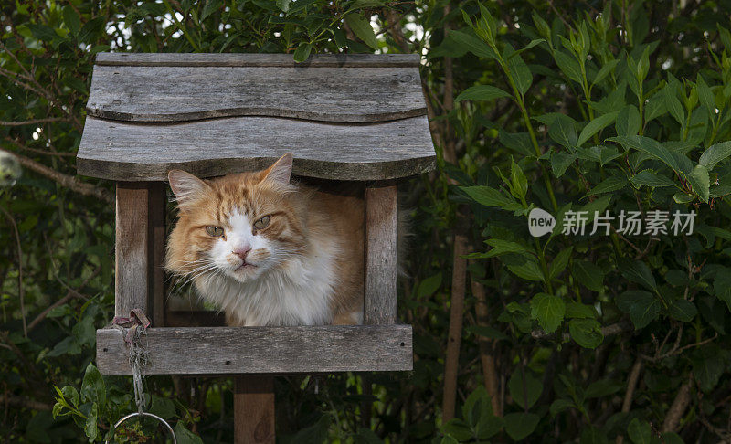 猫在鸟桌上