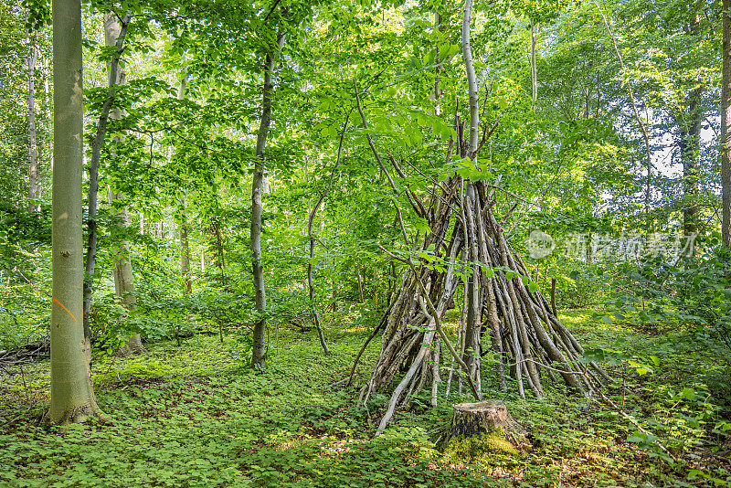 初夏的山毛榉林中孩子们的小屋