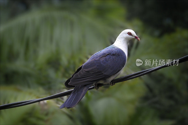 白鸽(白鸽)