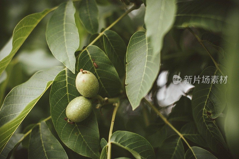 在花园里的一棵树上，一棵带着绿叶的树枝上的核桃。