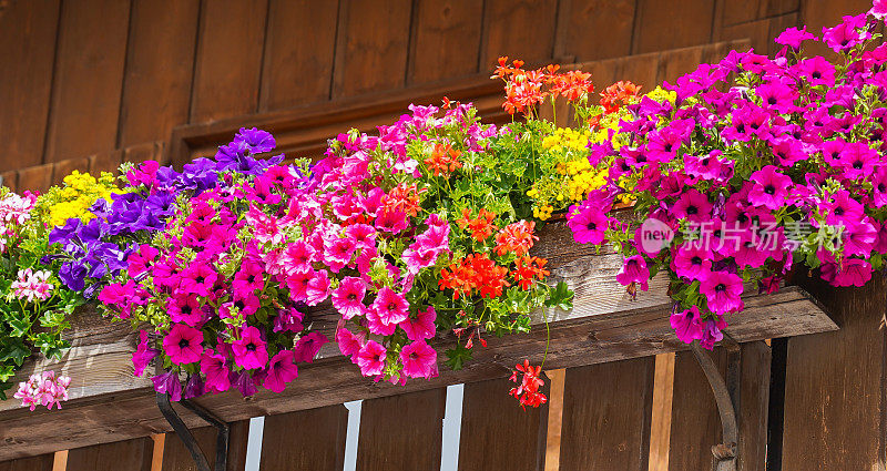 阿尔卑斯山和白云石的传统花阳台。阳台上五颜六色的花。夏天的时间。混合花和颜色。欧洲阿尔卑斯山脉的综合竞赛