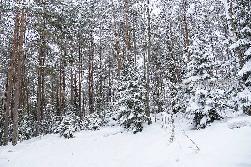 冬天的风景。白雪皑皑的森林，松树和厚厚的积雪，雪堆。