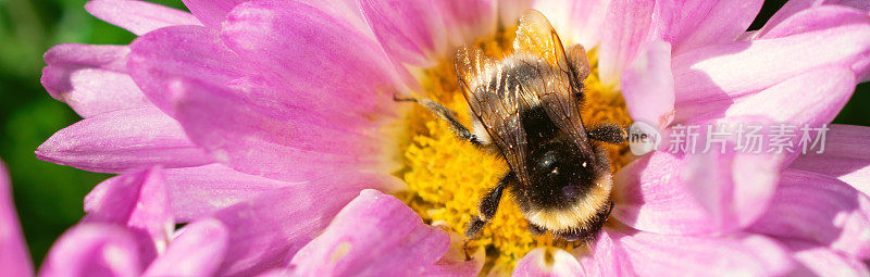 大黄蜂在粉红色的花上。网络横幅