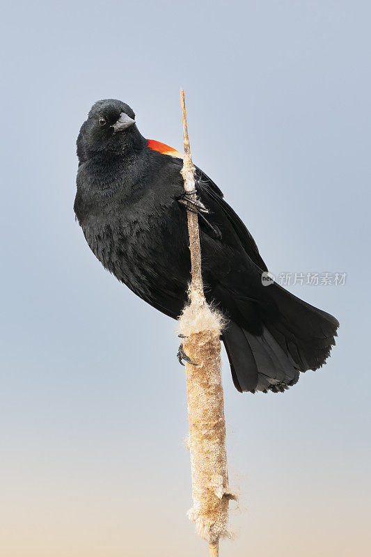 雄性红翼黑鸟栖息在湿地沼泽中的蒲苇上