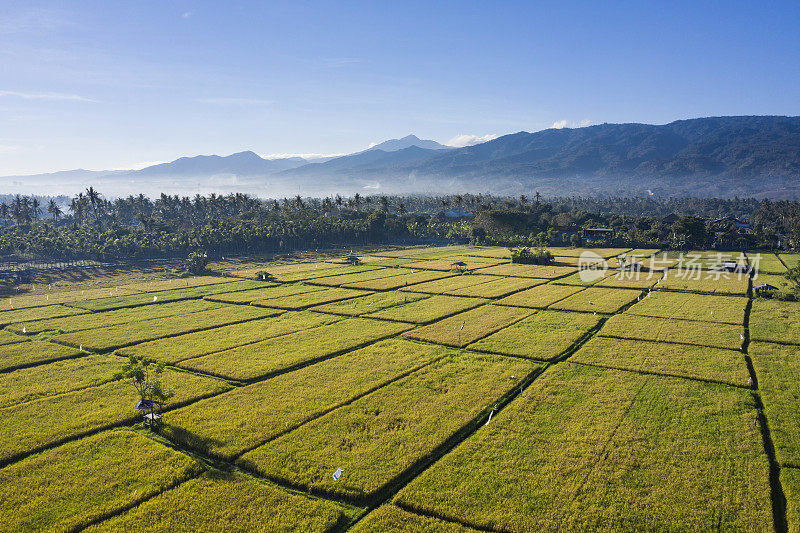 鸟瞰巴厘岛洛维纳乡村的稻田