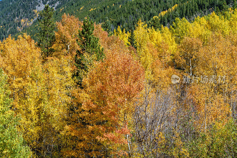 科罗拉多州秋叶的颜色