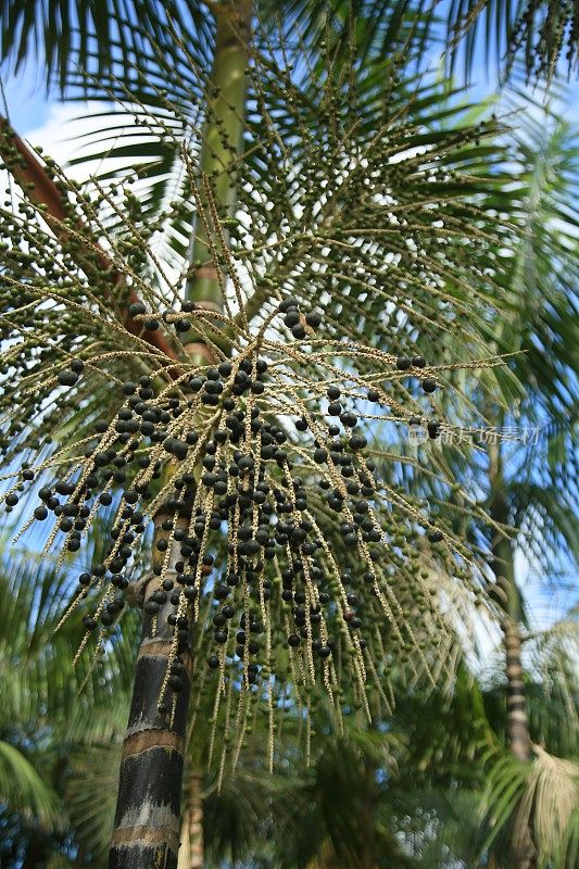 在巴伊亚岛种植欧洲甘蓝