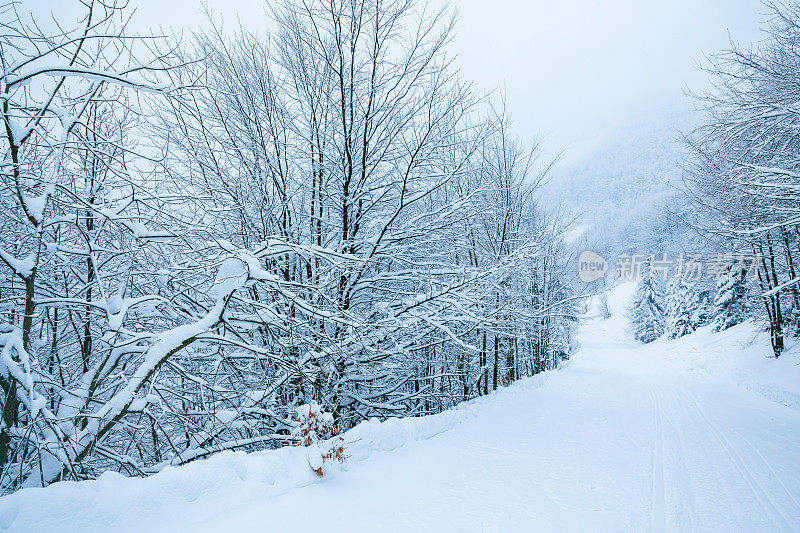 冬天的风景在雾与雪和树枝覆盖着白霜和冰冻的雪。高质量的照片