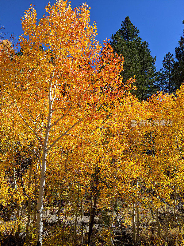 2021年，犹他州南部科洛布高原锡安国家公园乡村道路上的金色白杨