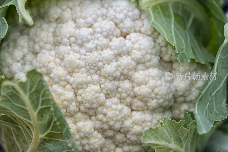 当地农贸市场上的蔬菜和水果——花椰菜