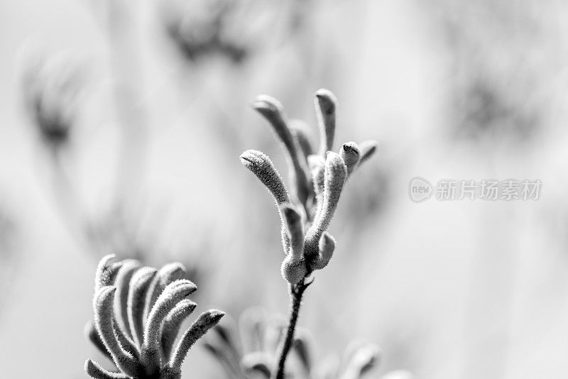 黑白袋鼠爪芽和花，微距摄影，背景与复制空间