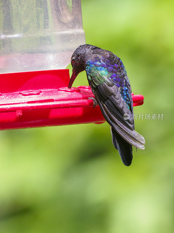 紫色剑齿鸟蜂鸟在喂鸟器