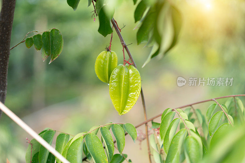 杨桃(杨桃)，树上结果，