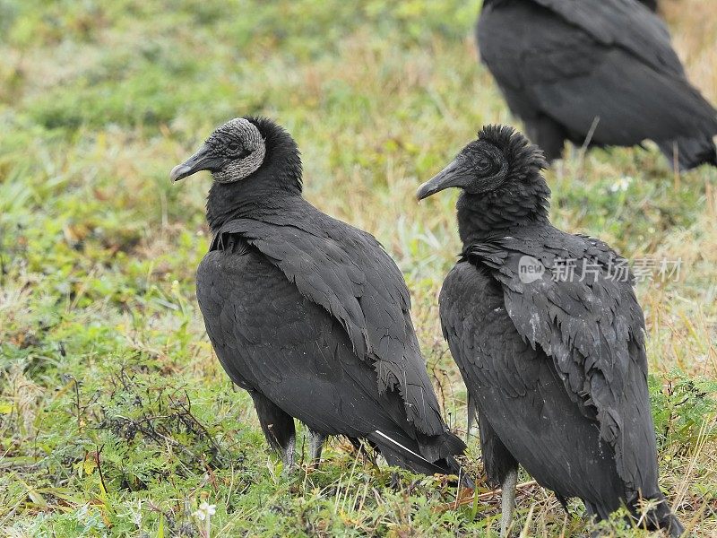 一对黑秃鹫在他们的栖息地维埃拉湿地，佛罗里达