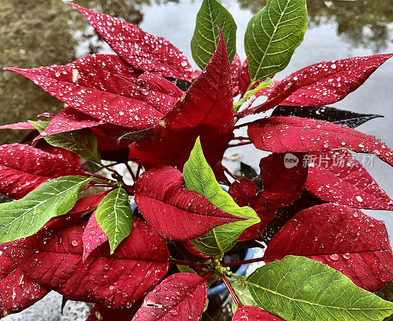 雨滴落在红色的一品红叶子上