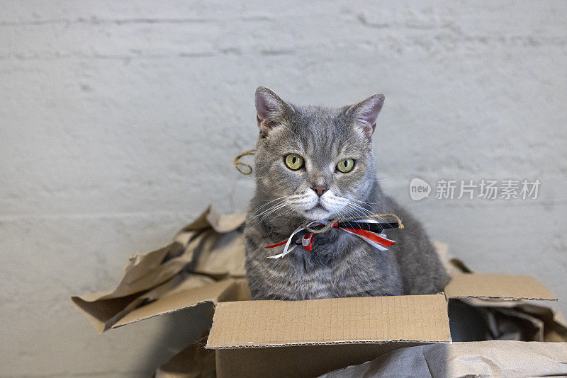 好奇的猫在纸箱里，跟着外面的声音。