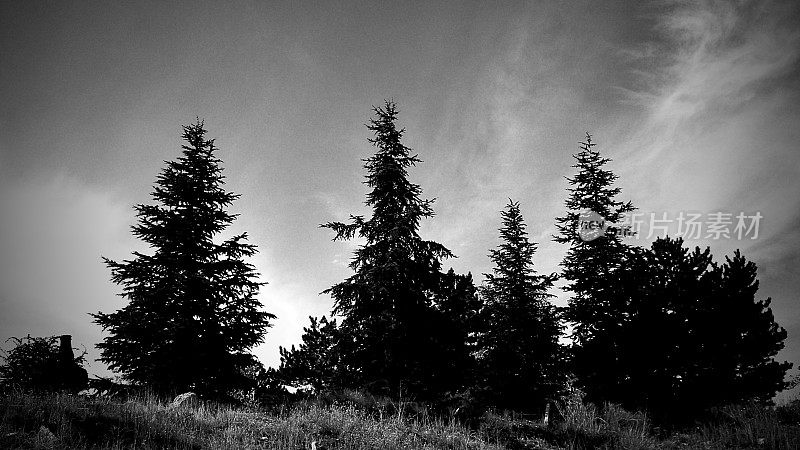 冬季松树林的黑白照片。