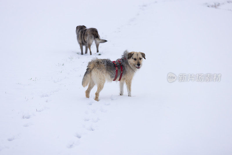 两只狗站在雪地里