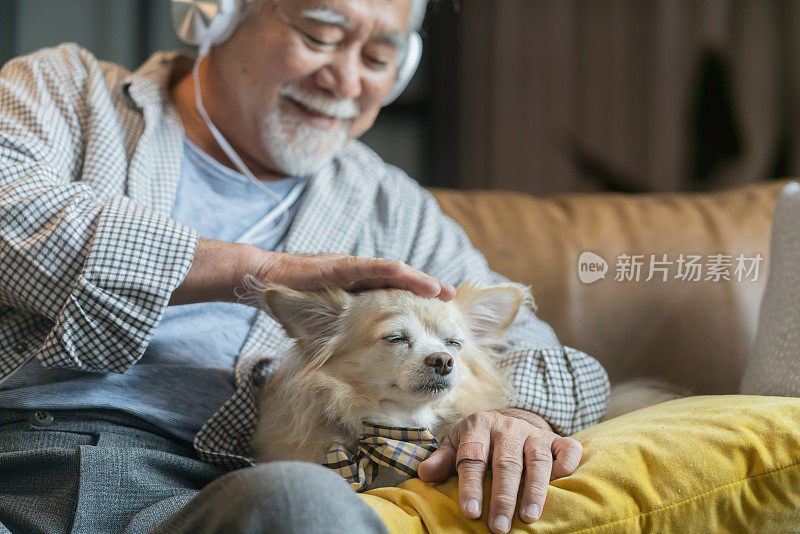 舒适的亚洲老人老人男性坐放松，戴着耳机听和平的音乐和唱歌的旋律，拥抱他最好的朋友吉娃娃狗，也老太一起在家里的沙发上。温馨的家，宠物的概念