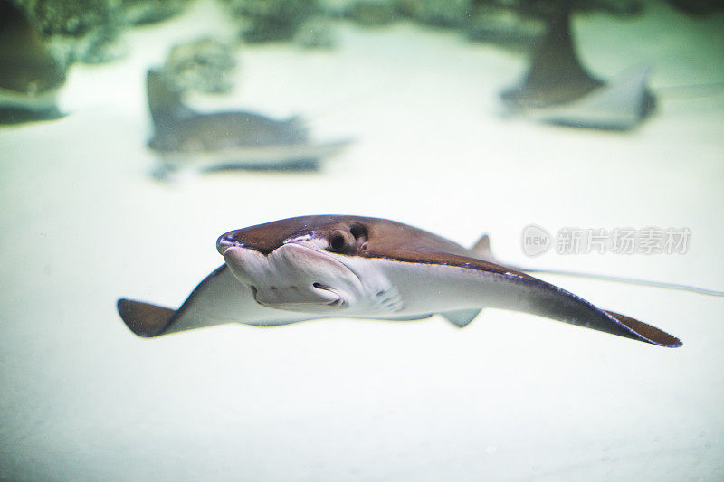 在水族馆的水下溜冰