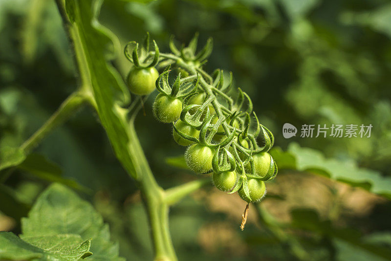 温室里生长的一串绿色西红柿的特写镜头