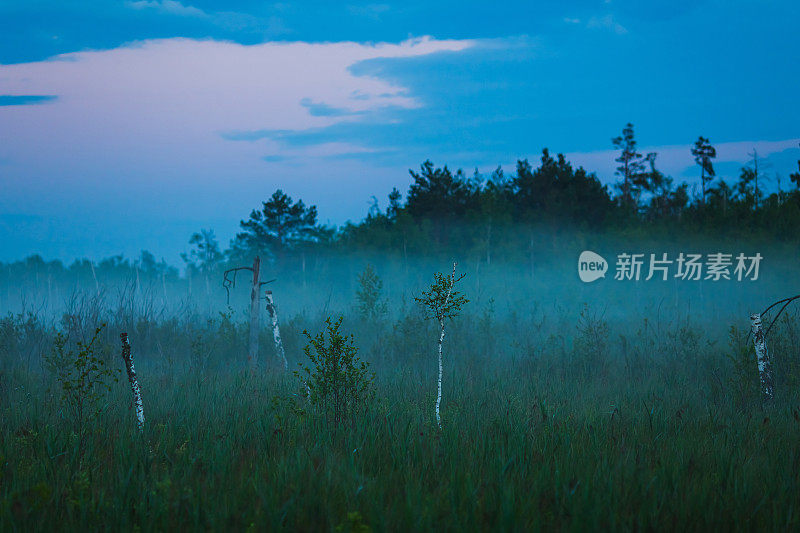 雾沼泽。自然背景。早上的日出。美丽的夏天有雾的风景。在marsch黄昏。有雾的黎明。风景如画的日出。浓雾。