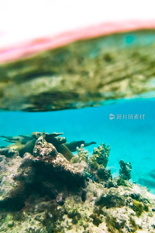 充满活力的水下珊瑚和蓝绿色海洋中的海洋生物，海底的海洋生物