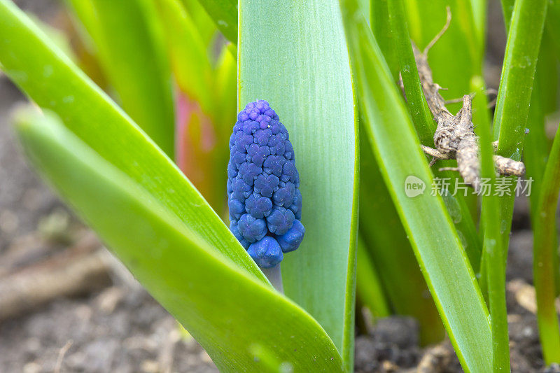 葡萄风信子花在绿叶