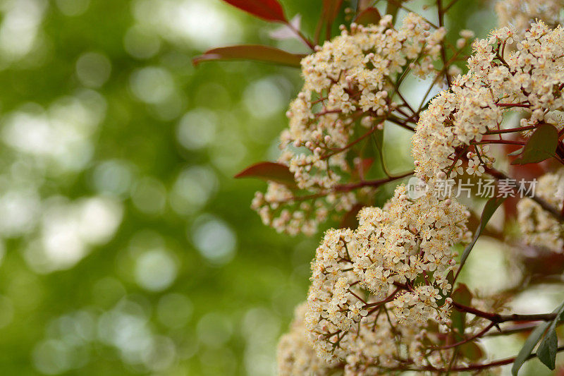 红色提示photinia。