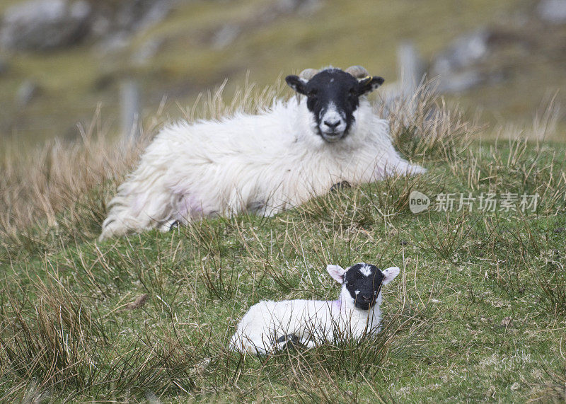 刘易斯岛敦卡洛威附近的高地绵羊和她的小羊羔