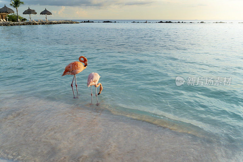 加勒比海阿鲁巴海滩上的火烈鸟