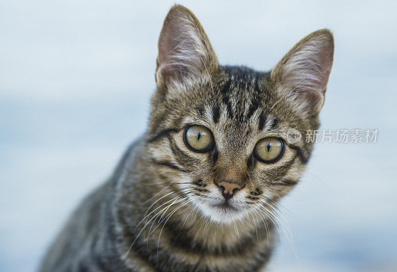 街上的流浪猫