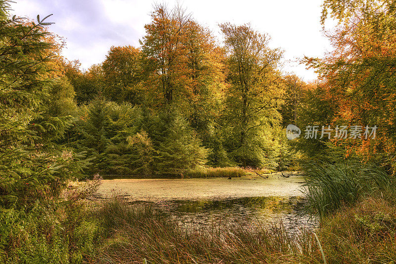 色彩斑斓的树木、树叶和秋天的森林，秋天森林的所有颜色。落叶林又称阔叶林和阔叶林。位置在斯堪的纳维亚半岛的丹麦。