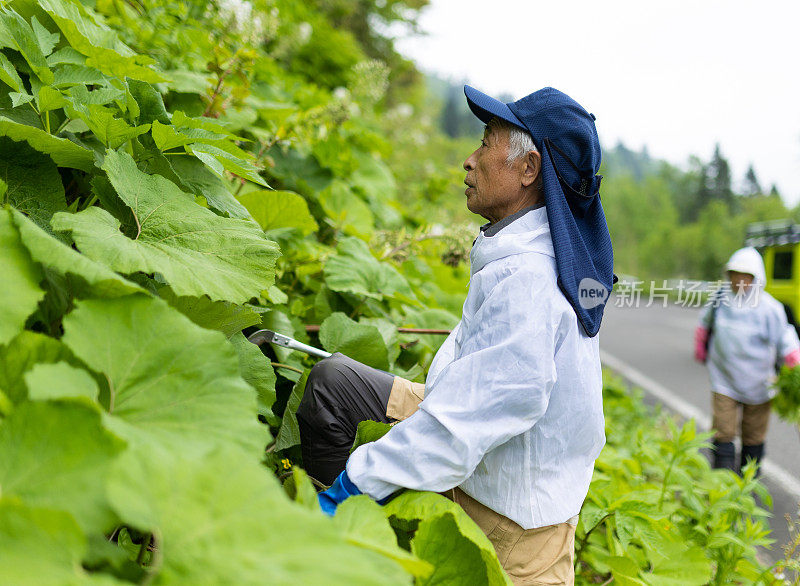 一个老人在山上寻找野菜