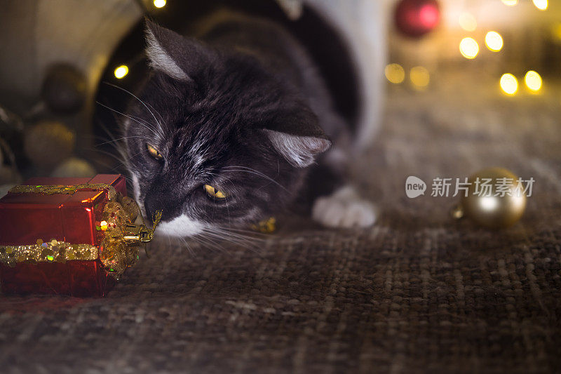 一只灰猫的特写，玩圣诞饰品。