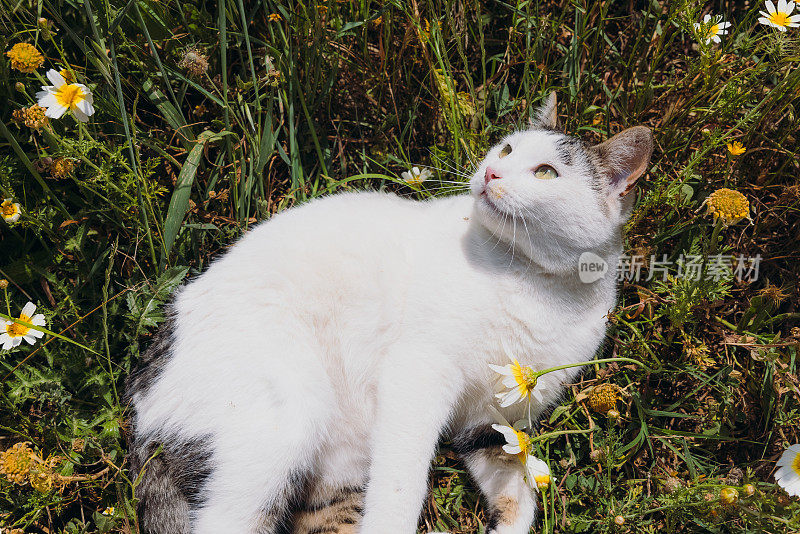 可爱的黄眼睛猫放松在绿色的开花花园