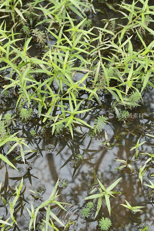 夏天的一个晚上，南部的州湿地