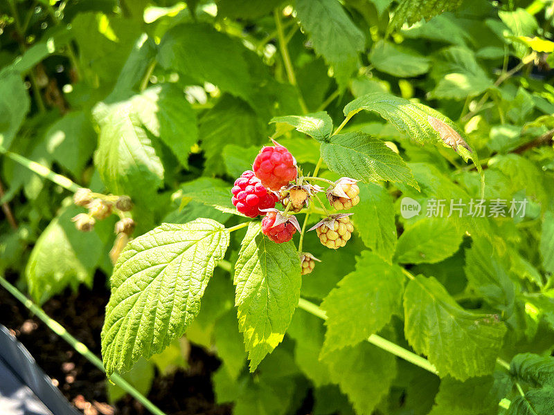 在花园的覆盆子灌木上种植红覆盆子，叶子很漂亮。