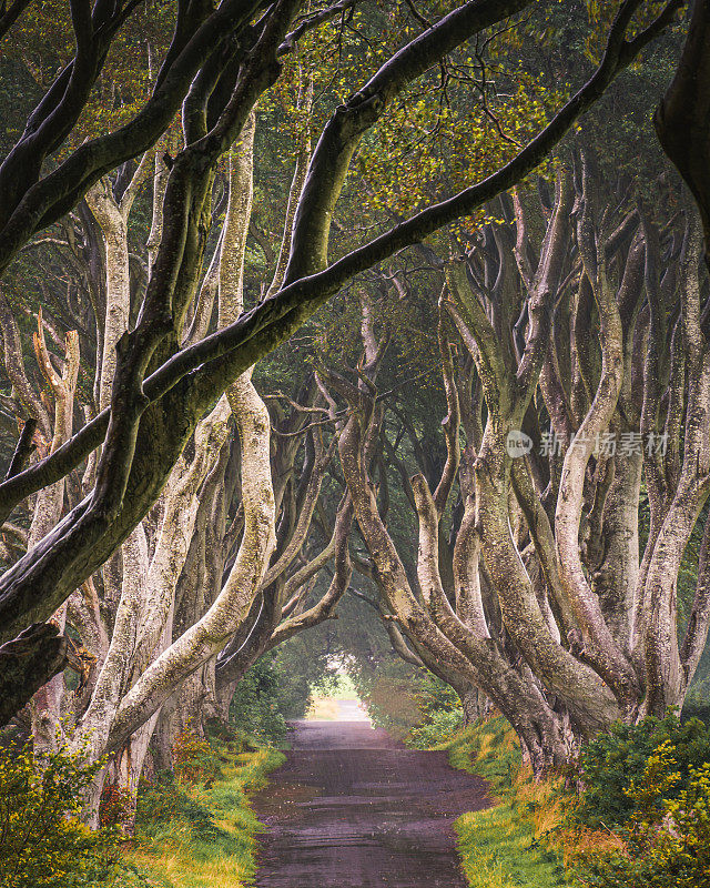 黑暗树篱，安特里姆郡，北爱尔兰