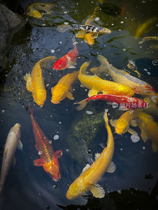 锦鲤池