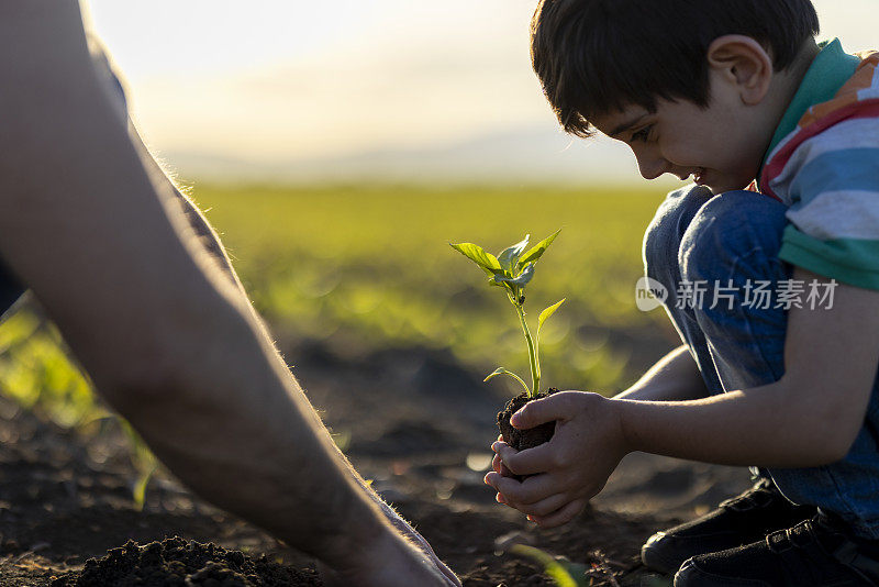 人的双手帮助把幼苗种在地里