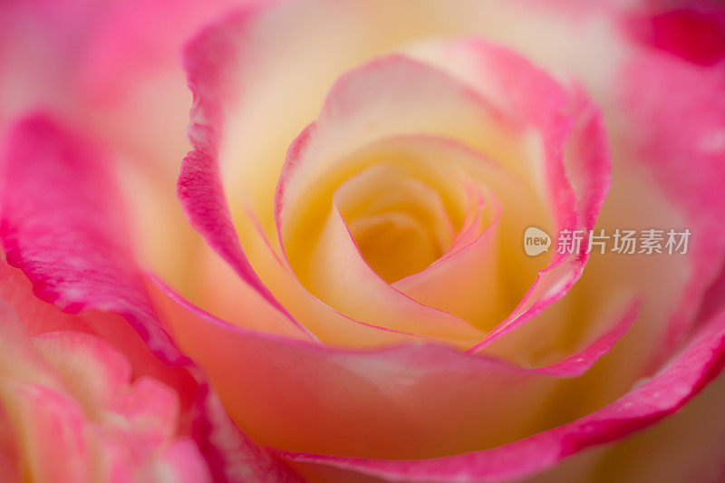 雨后盛开的粉色玫瑰